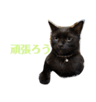 わがやの保護猫と犬のスタンプ3（個別スタンプ：36）
