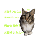 わがやの保護猫と犬のスタンプ3（個別スタンプ：38）