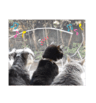 わがやの保護猫と犬のスタンプ3（個別スタンプ：40）