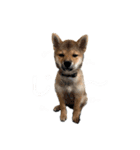 豆柴おに（個別スタンプ：12）