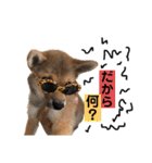 豆柴おに（個別スタンプ：25）