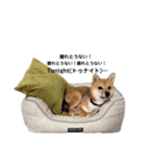 豆柴おに（個別スタンプ：30）