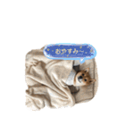 豆柴おに（個別スタンプ：31）
