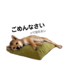 豆柴おに（個別スタンプ：35）