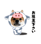 豆柴おに（個別スタンプ：40）