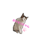 飼い猫のちー＆ふー（個別スタンプ：1）