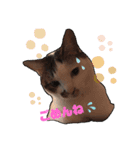 飼い猫のちー＆ふー（個別スタンプ：2）