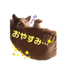 飼い猫のちー＆ふー（個別スタンプ：4）