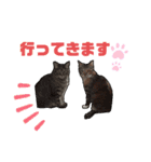 飼い猫のちー＆ふー（個別スタンプ：5）