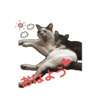 飼い猫のちー＆ふー（個別スタンプ：6）