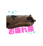 飼い猫のちー＆ふー（個別スタンプ：8）