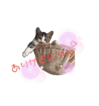 飼い猫のちー＆ふー（個別スタンプ：9）