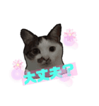 飼い猫のちー＆ふー（個別スタンプ：12）