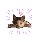 飼い猫のちー＆ふー（個別スタンプ：13）