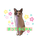 飼い猫のちー＆ふー（個別スタンプ：14）
