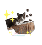 飼い猫のちー＆ふー（個別スタンプ：15）