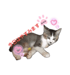 飼い猫のちー＆ふー（個別スタンプ：16）