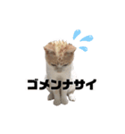 雪見ちゃん①@ワビサビちゃんねる（個別スタンプ：1）