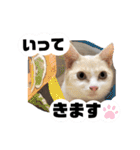雪見ちゃん①@ワビサビちゃんねる（個別スタンプ：20）
