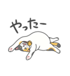 猫はゴロゴロしてる。（個別スタンプ：13）