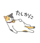 猫はゴロゴロしてる。（個別スタンプ：29）