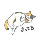 猫はゴロゴロしてる。（個別スタンプ：36）