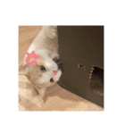 おちゅかけのねっこたちちち（個別スタンプ：2）