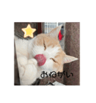 おちゅかけのねっこたちちち（個別スタンプ：9）