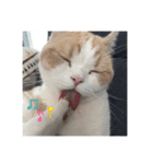 おちゅかけのねっこたちちち（個別スタンプ：11）