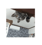 おちゅかけのねっこたちちち（個別スタンプ：12）