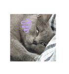 おちゅかけのねっこたちちち（個別スタンプ：13）