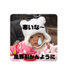 新谷家2021（個別スタンプ：35）