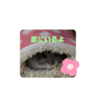 今日のはむちゃん（個別スタンプ：27）
