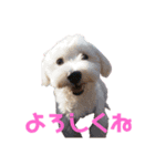 ブラン(386)（個別スタンプ：7）