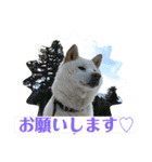 白柴ゆきのスタンプ（個別スタンプ：3）