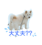 白柴ゆきのスタンプ（個別スタンプ：6）