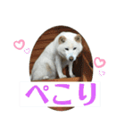 白柴ゆきのスタンプ（個別スタンプ：7）