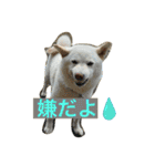 白柴ゆきのスタンプ（個別スタンプ：9）