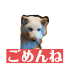 白柴ゆきのスタンプ（個別スタンプ：12）