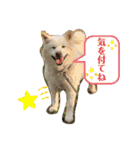 白柴ゆきのスタンプ（個別スタンプ：14）