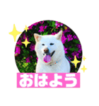 白柴ゆきのスタンプ（個別スタンプ：17）