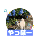 白柴ゆきのスタンプ（個別スタンプ：18）