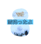 白柴ゆきのスタンプ（個別スタンプ：23）