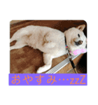 白柴ゆきのスタンプ（個別スタンプ：24）