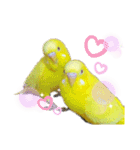 セキセイインコぴっぴとぽっぽ②（個別スタンプ：1）