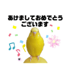 セキセイインコぴっぴとぽっぽ②（個別スタンプ：2）