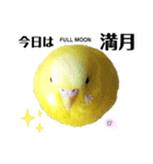 セキセイインコぴっぴとぽっぽ②（個別スタンプ：3）
