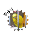 セキセイインコぴっぴとぽっぽ②（個別スタンプ：4）