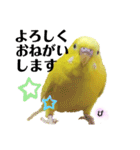 セキセイインコぴっぴとぽっぽ②（個別スタンプ：5）