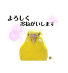 セキセイインコぴっぴとぽっぽ②（個別スタンプ：6）